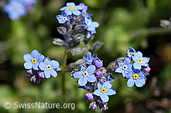 Alpen-Vergissmeinnicht (Myosotis alpestris) (F173208)