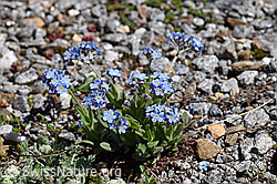 Alpen-Vergissmeinnicht (Myosotis alpestris) (F173211)