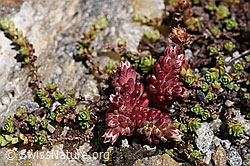 F173225: Dunkler Mauerpfeffer (Sedum atratum)