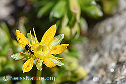 Gelis agilis (Schlupfwespe) auf Bewimpertem Steinbrech (Saxifraga aizoides) (F173227)