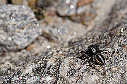 Attulus longipes (Springspinne) (F173254)