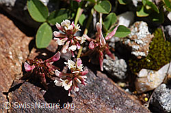 F173267: Bleicher Klee (Trifolium pallescens)
