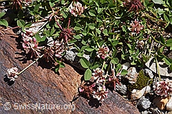 F173271: Bleicher Klee (Trifolium pallescens)