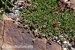 F173273: Bleicher Klee (Trifolium pallescens)