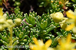 Bewimperter Steinbrech (Saxifraga aizoides) (08.2020, F173350)