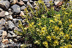 Bewimperter Steinbrech (Saxifraga aizoides) (08.2020, F173352)