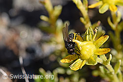 Zaphne ambigua on Saxifraga aizoides (F173361)