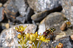Mondfleck-Feldschwebfliege (Eupeodes luniger) auf Bewimpertem Steinbrech (Saxifraga aizoides) (F173378)