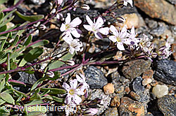 Kriechendes Gipskraut (Gypsophila repens) (F173398)