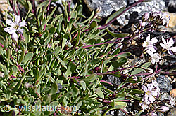 Kriechendes Gipskraut (Gypsophila repens) (F173399)