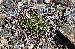 Kriechendes Gipskraut (Gypsophila repens) (F173400)