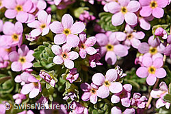 Alpen-Mannsschild (Androsace alpina) (F173474)