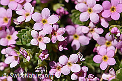 Alpen-Mannsschild (Androsace alpina) (F173475)