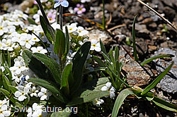 F173481: Alpen-Vergissmeinnicht (Myosotis alpestris)