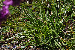 F173488: Alpen-Pechnelke (Silene suecica)