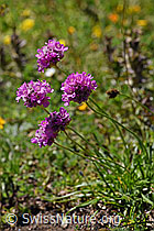 F173489: Alpen-Pechnelke (Silene suecica)