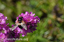 Gemeine Waldschwebfliege (Volucella pellucens)