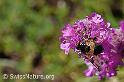 Gemeine Waldschwebfliege (Volucella pellucens) auf Alpen-Pechnelke (Silene suecica) (F173495)