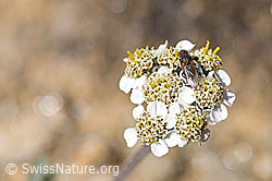 Zwerg-Schafgarbe (Achillea nana) (08.2020, F173496)