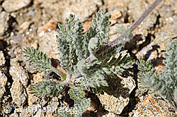 Zwerg-Schafgarbe (Achillea nana) (08.2020, F173497)