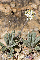 Zwerg-Schafgarbe (Achillea nana) (08.2020, F173498)