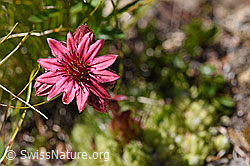 F173502: Spinnweb-Hauswurz (Sempervivum arachnoideum)