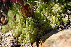 F173504: Spinnweb-Hauswurz (Sempervivum arachnoideum)