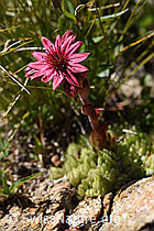 F173505: Spinnweb-Hauswurz (Sempervivum arachnoideum)