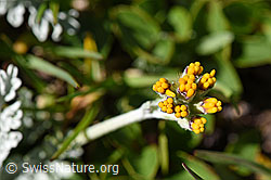 Graues Greiskraut (Senecio incanus) (F173506)