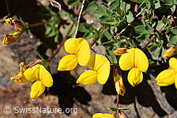 Alpen-Hornklee (Lotus alpinus) (F173513)