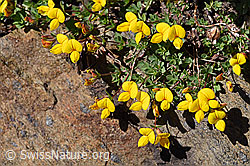 Alpen-Hornklee (Lotus alpinus) (F173516)