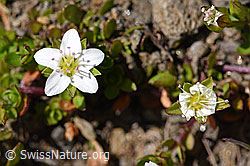 F173517: Zweiblütiges Sandkraut (Arenaria biflora)