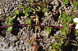 F173518: Zweiblütiges Sandkraut (Arenaria biflora)