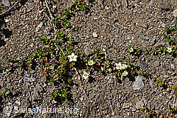 F173519: Zweiblütiges Sandkraut (Arenaria biflora)