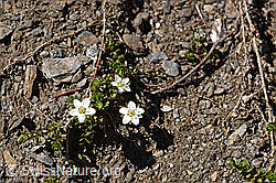 F173520: Zweiblütiges Sandkraut (Arenaria biflora)