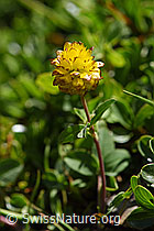 F173553: Braun-Klee (Trifolium badium)