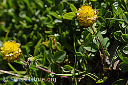 F173555: Braun-Klee (Trifolium badium)