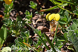 Italienische Biene (Apis mellifera ligustica) an Alpen-Hornklee (Lotus alpinus) (F173569)