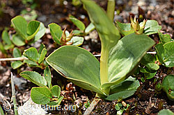 Grüne Hohlzunge (Coeloglossum viride) (F173576)