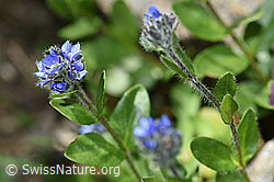 F173580: Alpen-Ehrenpreis (Veronica alpina)