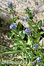 F173582: Alpen-Ehrenpreis (Veronica alpina)