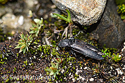 F173591: Kupferfarbener Kammhorn-Schnellkäfer (Ctenicera cuprea)
