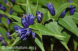 F174829: Schwalbenwurz-Enzian (Gentiana asclepiadea)