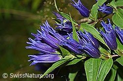 F174834: Schwalbenwurz-Enzian (Gentiana asclepiadea)