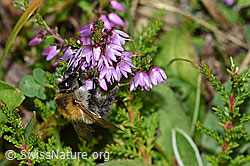 Ackerhummel (Bombus pascuorum) an Besenheide (Calluna vulgaris) (F174847)