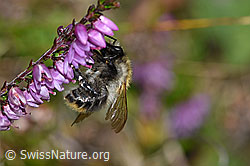 Ackerhummel (Bombus pascuorum) an Besenheide (Calluna vulgaris) (F174849)