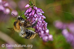 Ackerhummel (Bombus pascuorum)<br/>Besenheide blühend (Calluna vulgaris)
