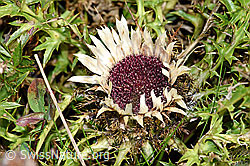 Carlina acaulis ssp. caulescens (F174856)