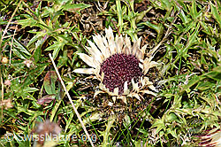 F174857: Silberdistel (Carlina acaulis ssp. caulescens)