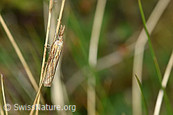 Agriphila inquinatella an Grashalm (F174860)